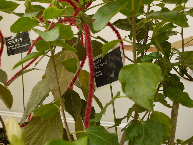 ベニヒモノキ(Acalypha hispida)