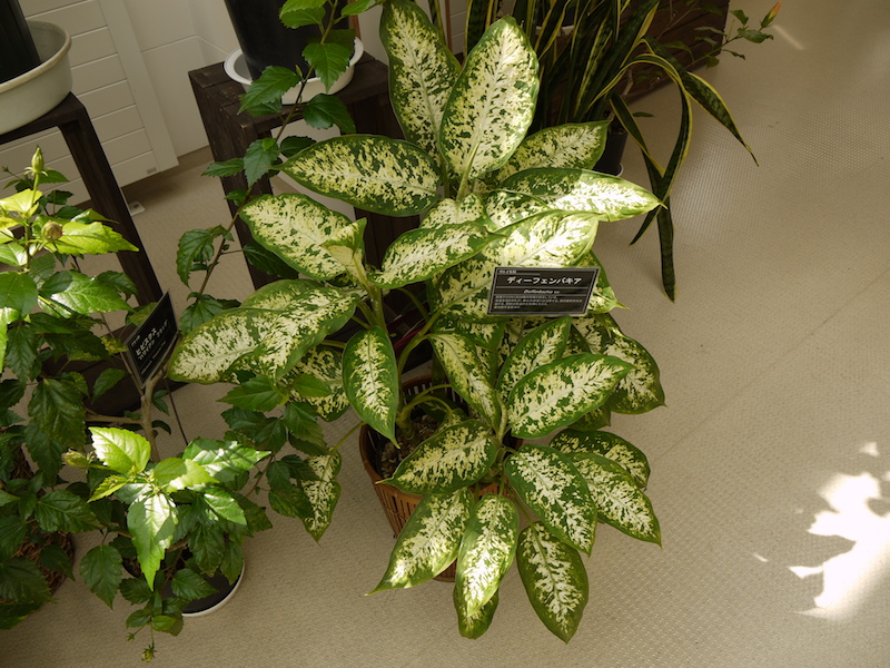 ディーフェンバキア(Dieffenbachia cv.)