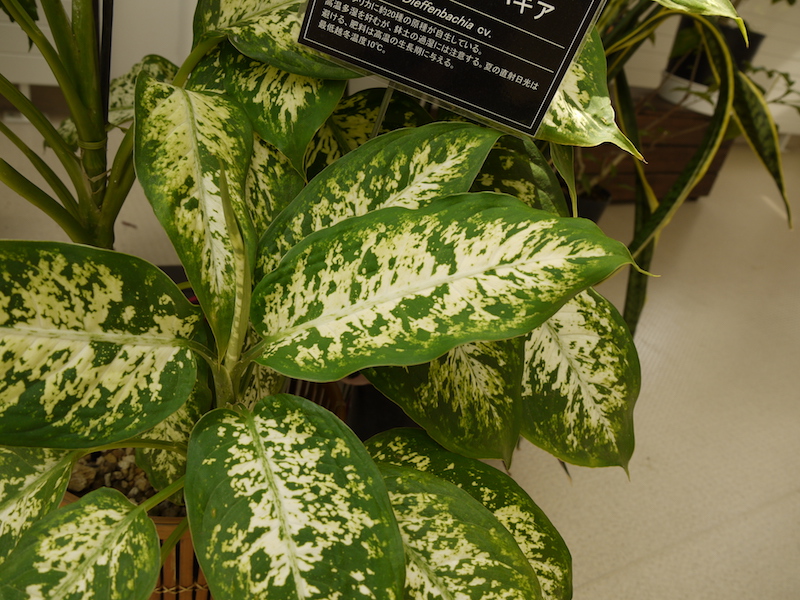 ディーフェンバキア(Dieffenbachia cv.)