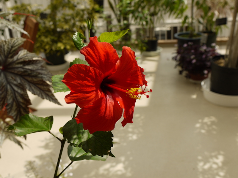 ヒビスクス ‘クイン スター’(Hibiscus ‘Queen Star’)