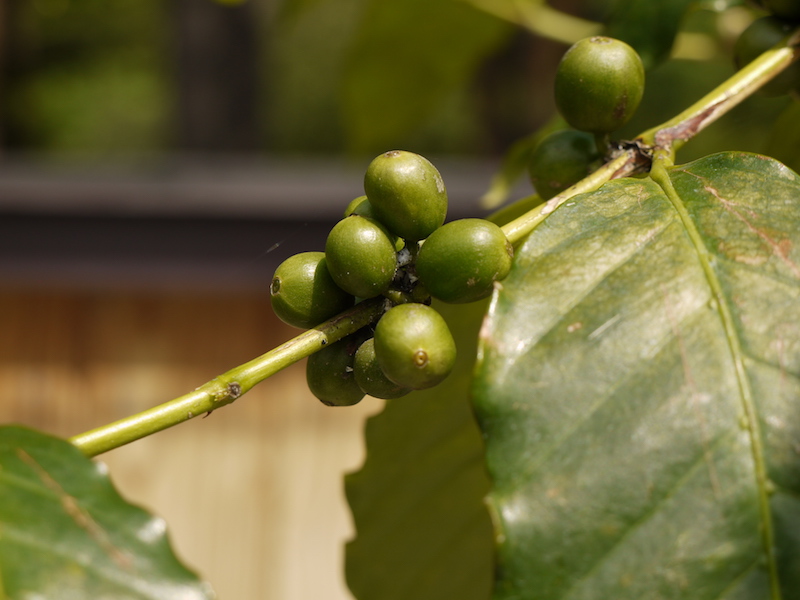 アラビカコーヒーノキ(Coffea arabica)