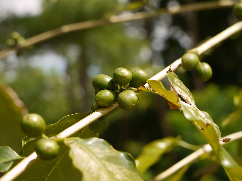 アラビカコーヒーノキ(Coffea arabica)