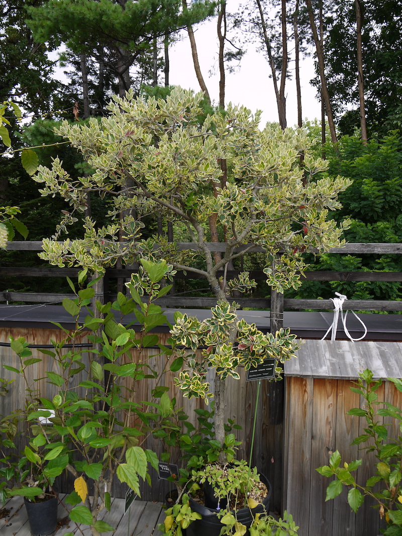 Metrosideros excelsa ‘Variegata’