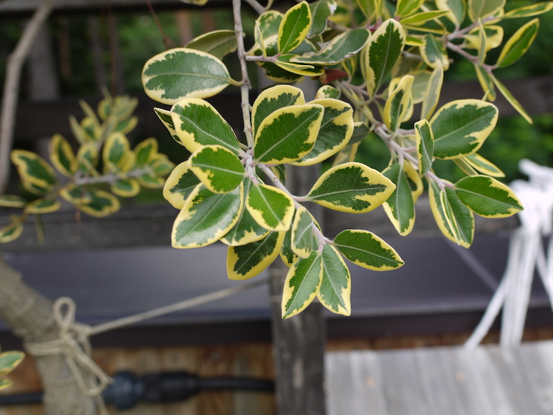 Metrosideros excelsa ‘Variegata’