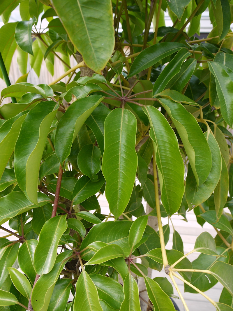 シェフレラ ピュックレリ(Schefflera pueckleri)