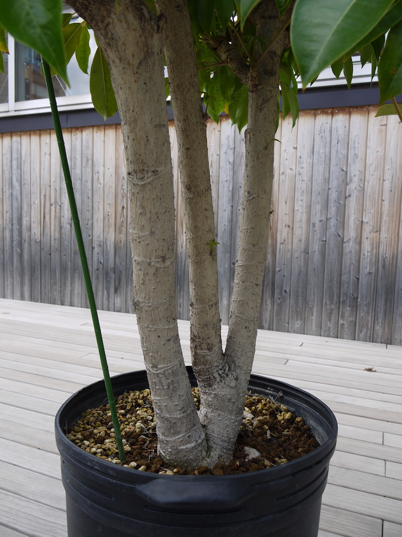 シェフレラ ピュックレリ(Schefflera pueckleri)