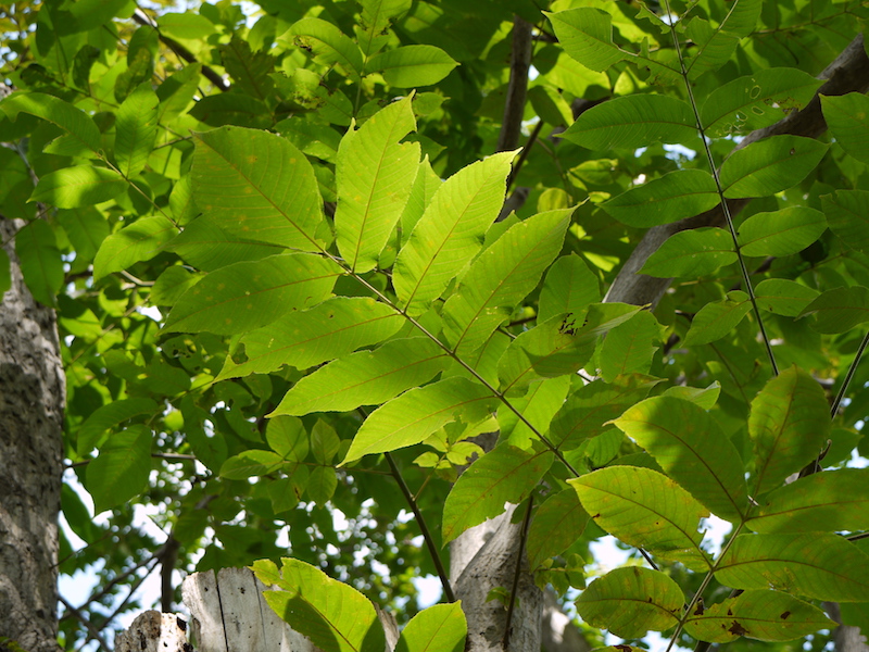 オニグルミ(Juglans ailanthifolia)