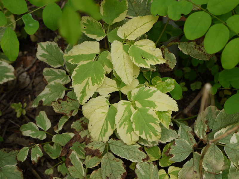 イワミツバ(斑入)(Aegopodium podagraria ‘Variegata’)