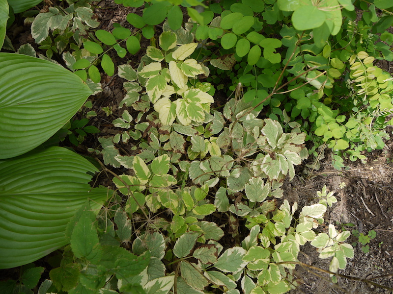 イワミツバ(斑入)(Aegopodium podagraria ‘Variegata’)