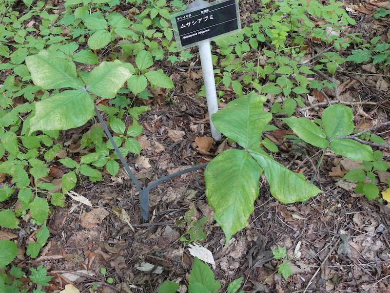 ムサシアブミ(Arisaema ringens)