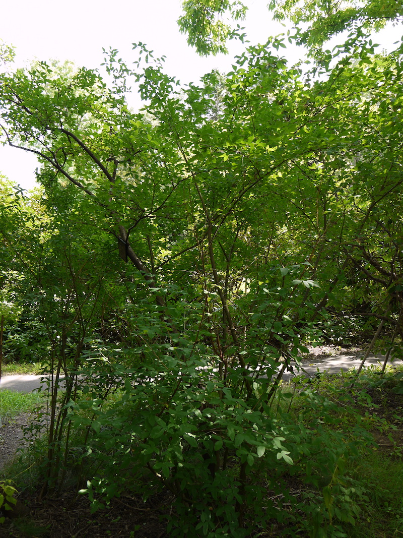 キングサリ(Laburnum anagyroides)