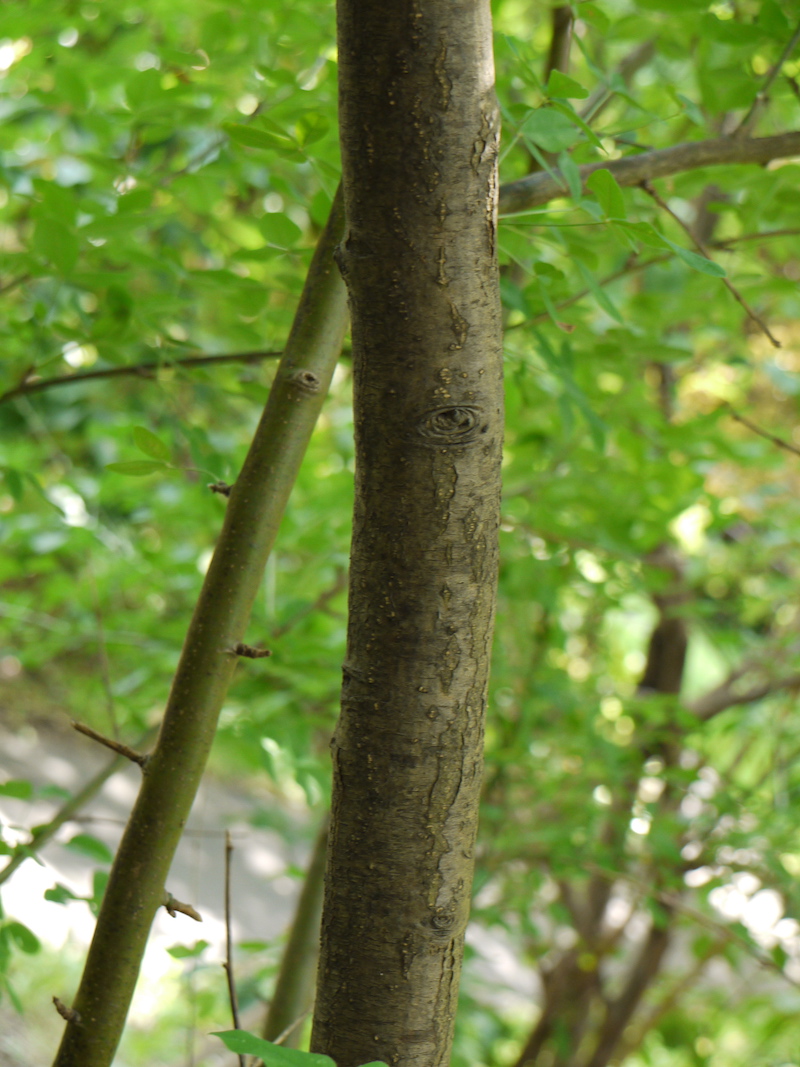 キングサリ(Laburnum anagyroides)