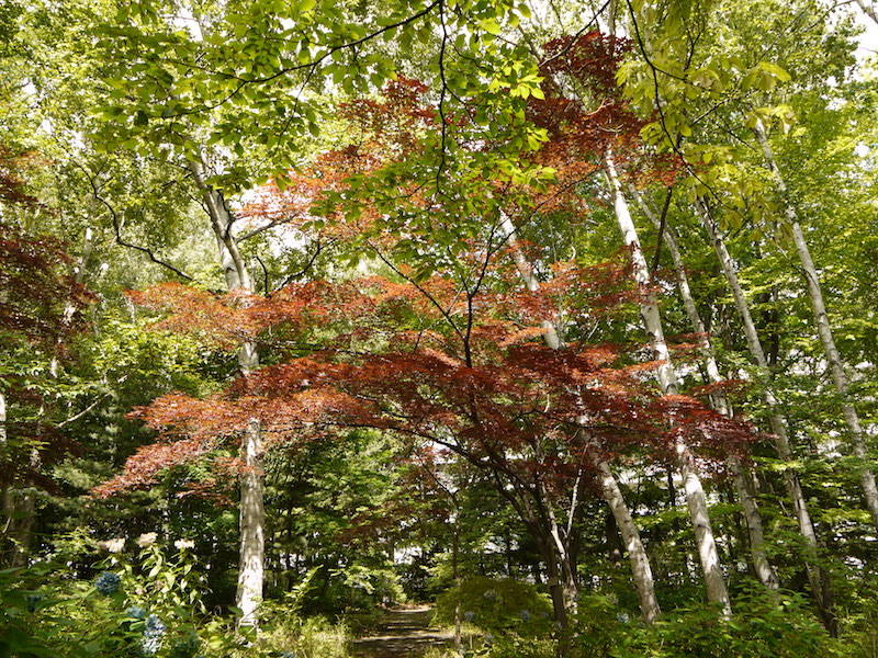 ノムラモミジ(Acer amoenum cv. Sanguineum)