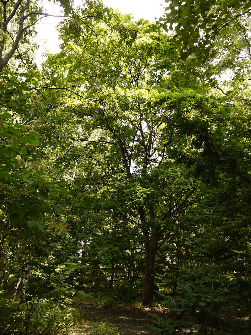 イタヤカエデ(Acer mono var. marmoratum)