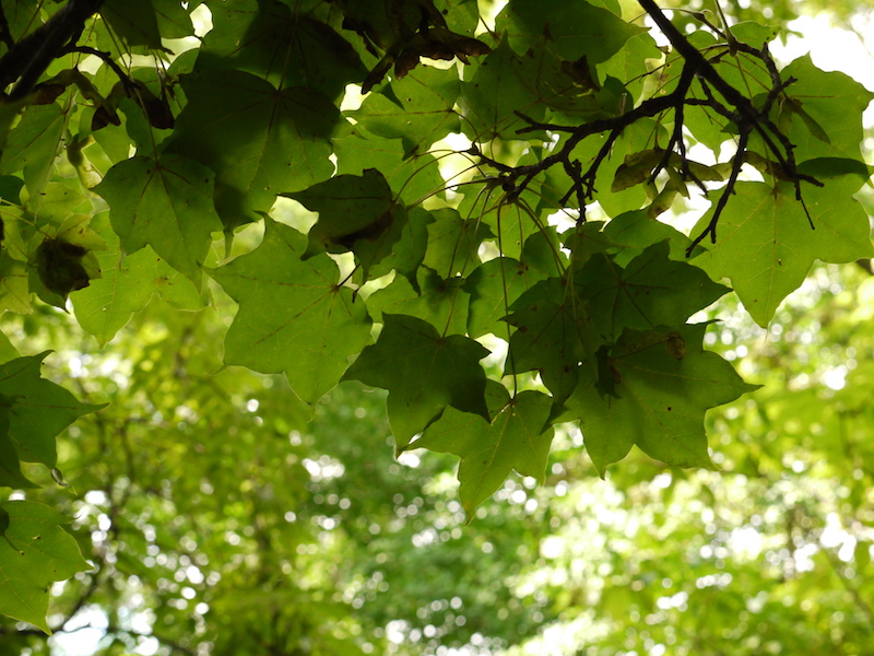 イタヤカエデ(Acer mono var. marmoratum)