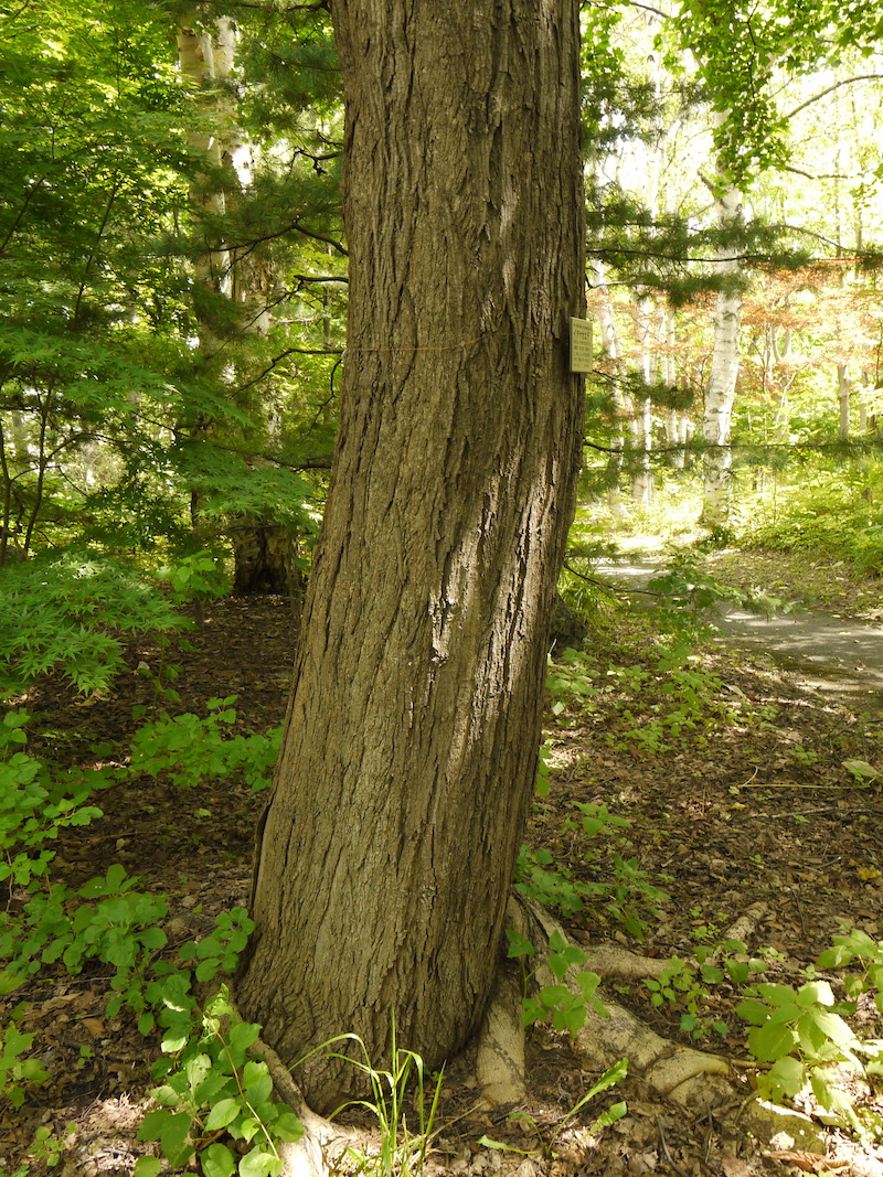 イタヤカエデ(Acer mono var. marmoratum)