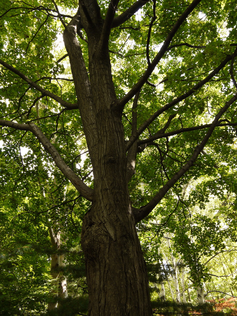 イタヤカエデ(Acer mono var. marmoratum)