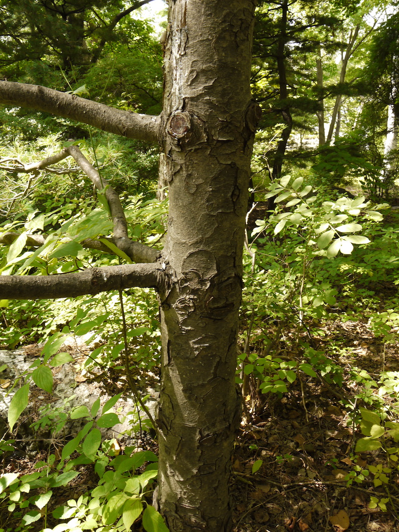 キタゴヨウマツ(Pinus parviflora var. pentaphylla)