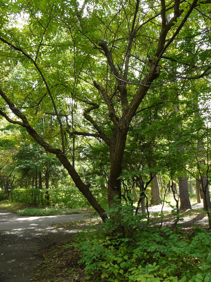 スモモ(Prunus salicina)