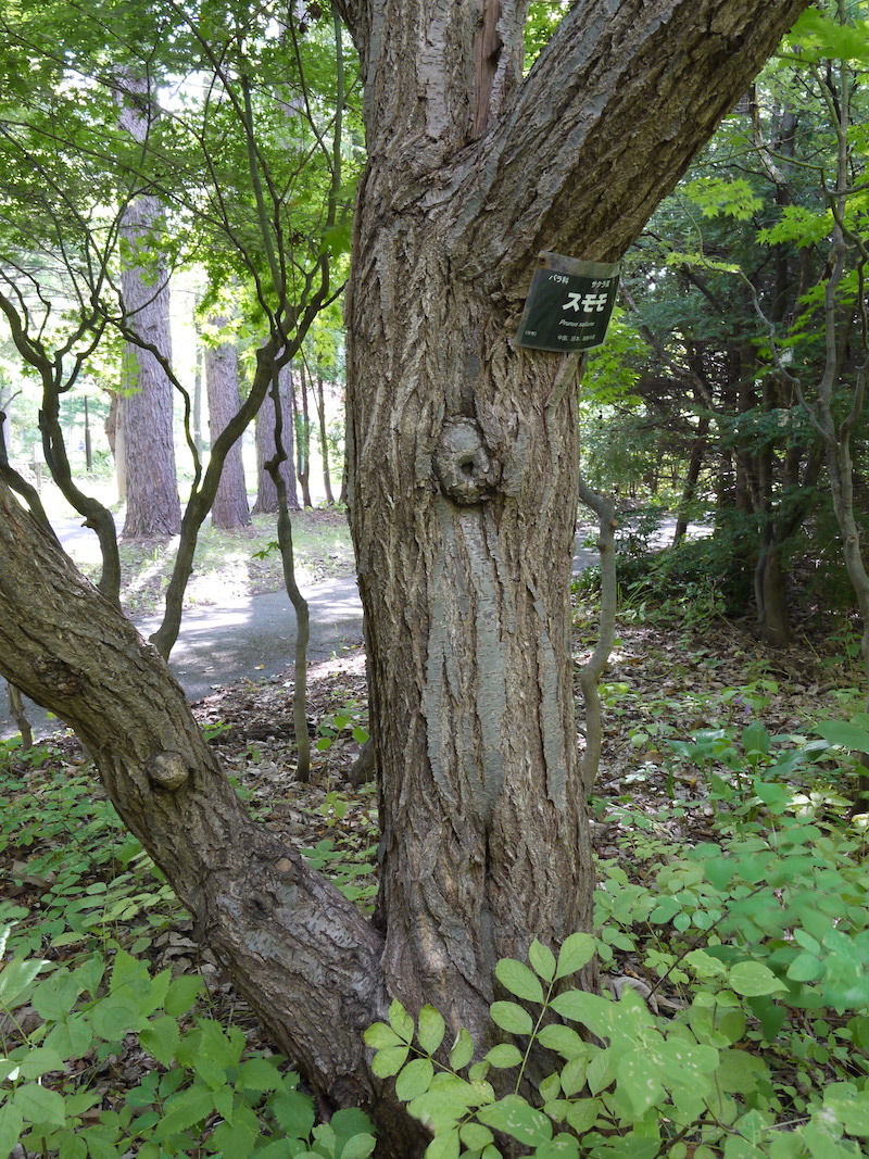 スモモ(Prunus salicina)