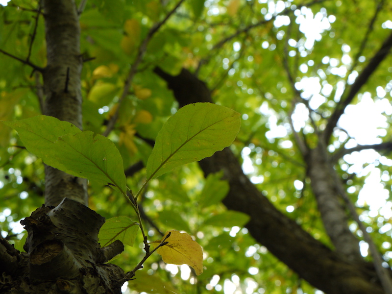スモモ(Prunus salicina)