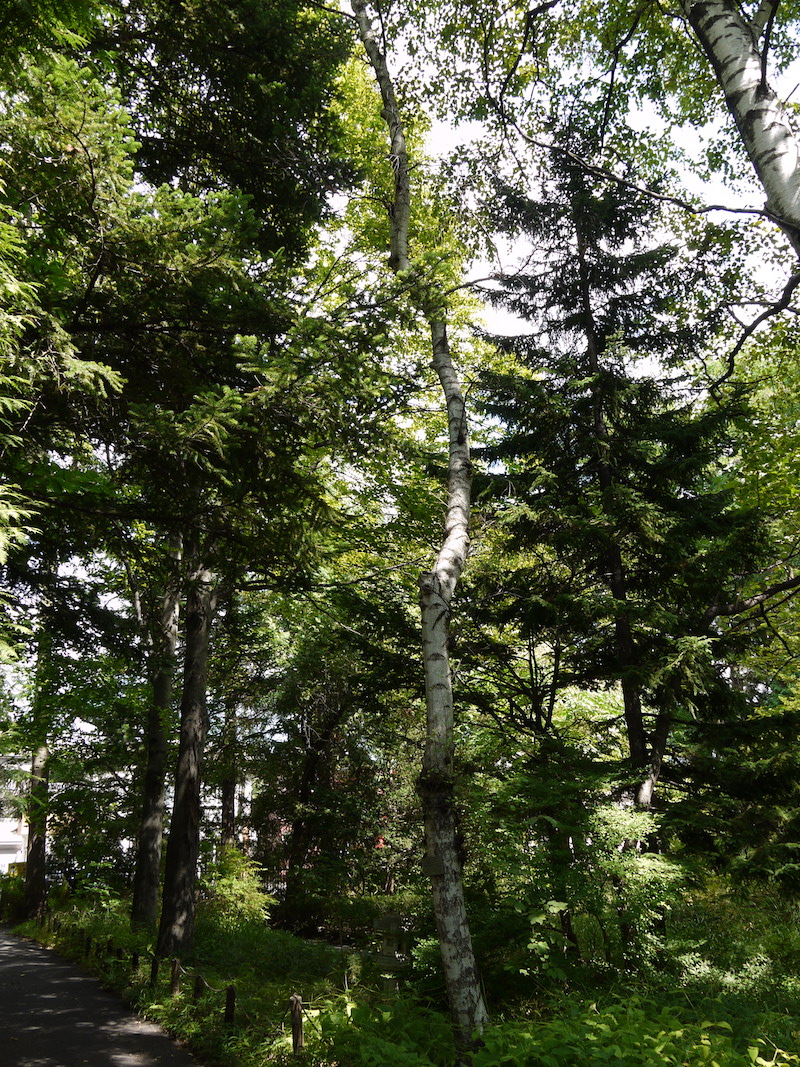 シラカンバ(Betula platyphylla var. japonica)