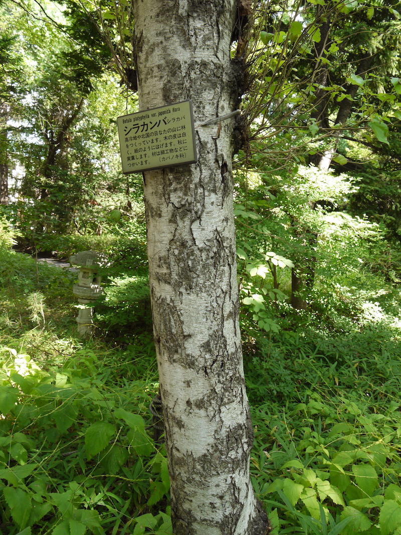 シラカンバ(Betula platyphylla var. japonica)