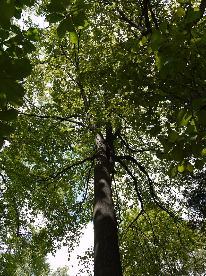 アズキナシ(Alniaria alnifolia (Sieb. & Zucc.) Rushforth)