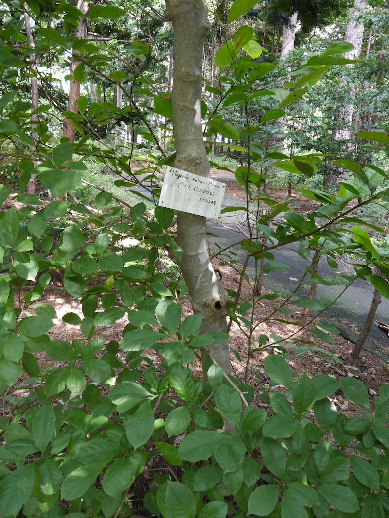 シデコブシ(Magnolia stellata)