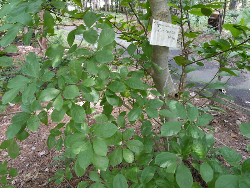 シデコブシ(Magnolia stellata)