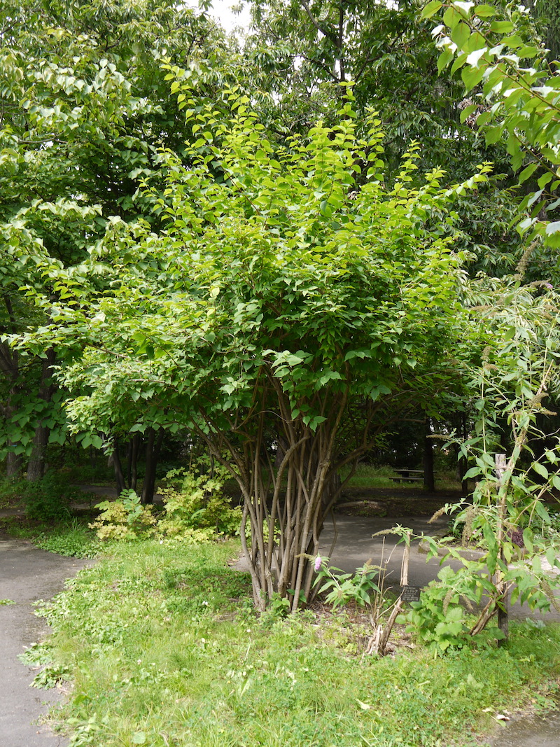 ザイフリボク(Amelanchier asiatica (Siebold & Zucc.) Endl. ex Walp.)
