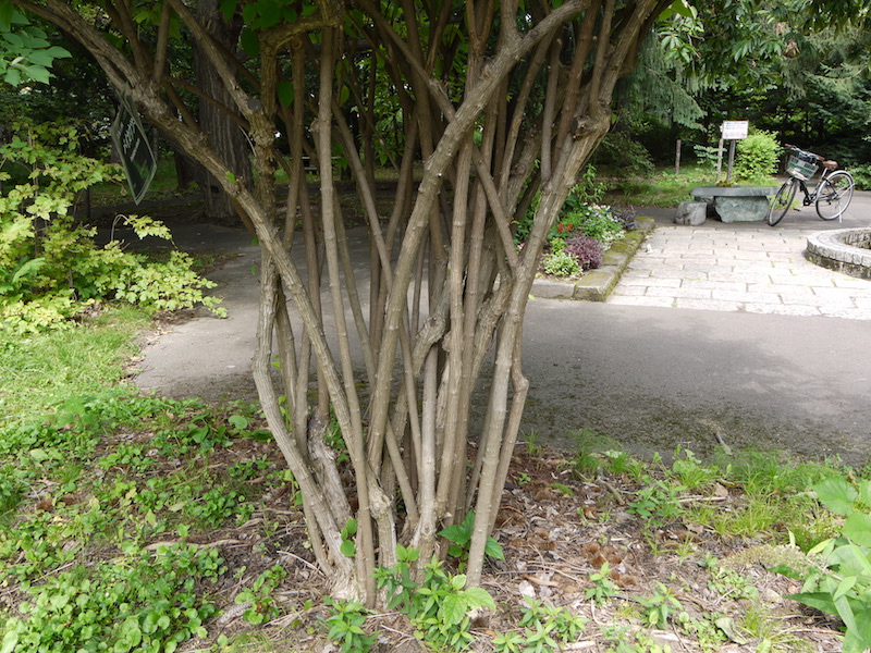 ザイフリボク(Amelanchier asiatica (Siebold & Zucc.) Endl. ex Walp.)