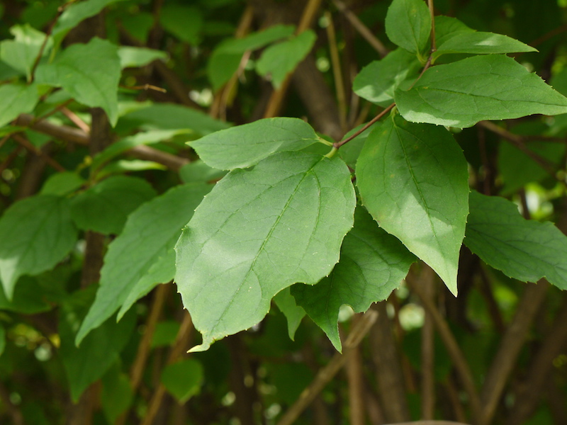 ザイフリボク(Amelanchier asiatica (Siebold & Zucc.) Endl. ex Walp.)