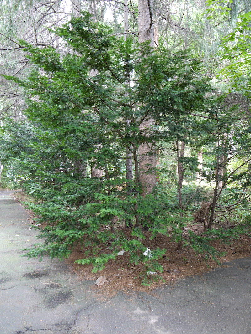 イチイ(Taxus cuspidata)