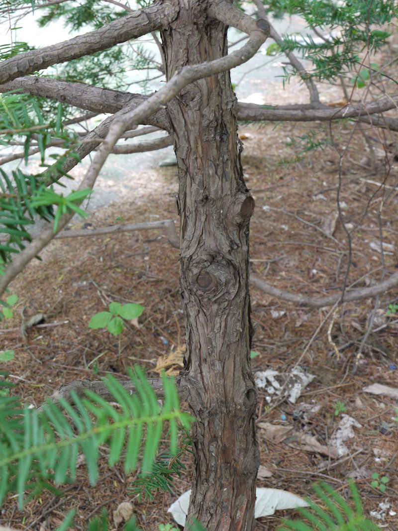 イチイ(Taxus cuspidata)
