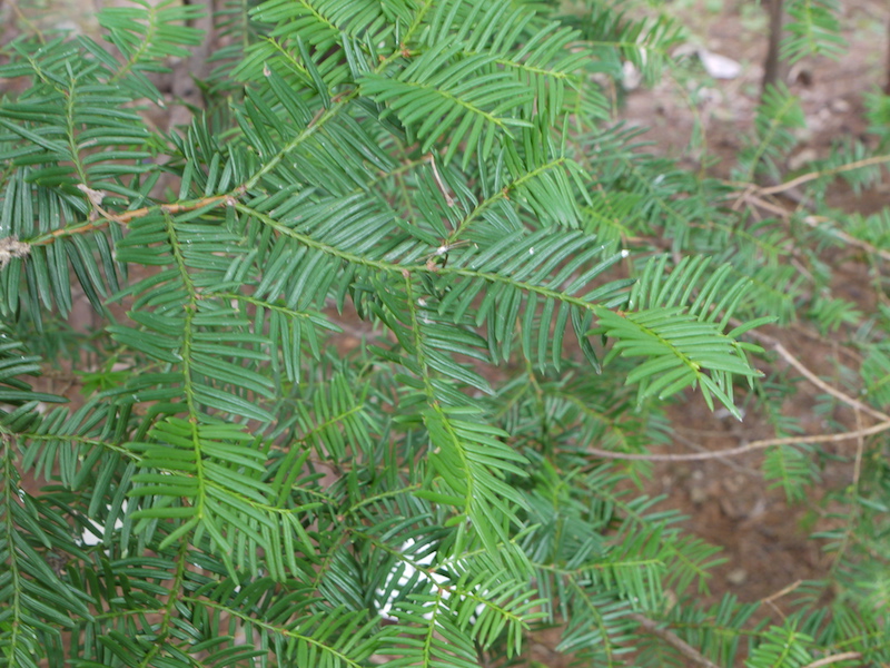 イチイ(Taxus cuspidata)