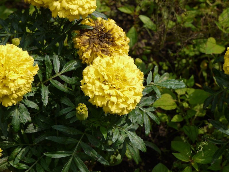 マリーゴールド(大輪)(Tagetes)