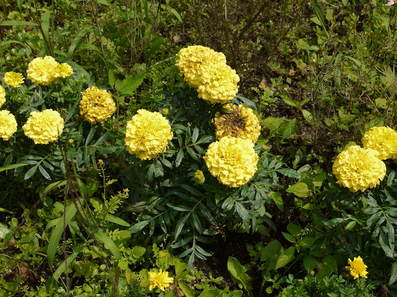 マリーゴールド(大輪)(Tagetes)