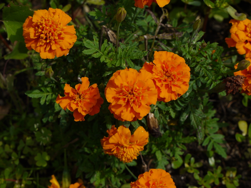 マリーゴールド(小輪)(Tagetes)