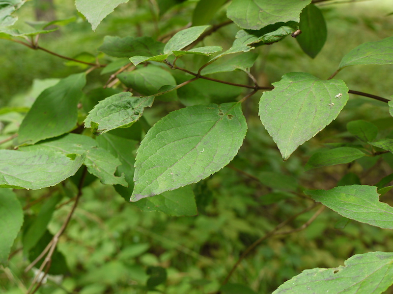 ミナヅキ(Hydrangea paniculata f. grandiflora)