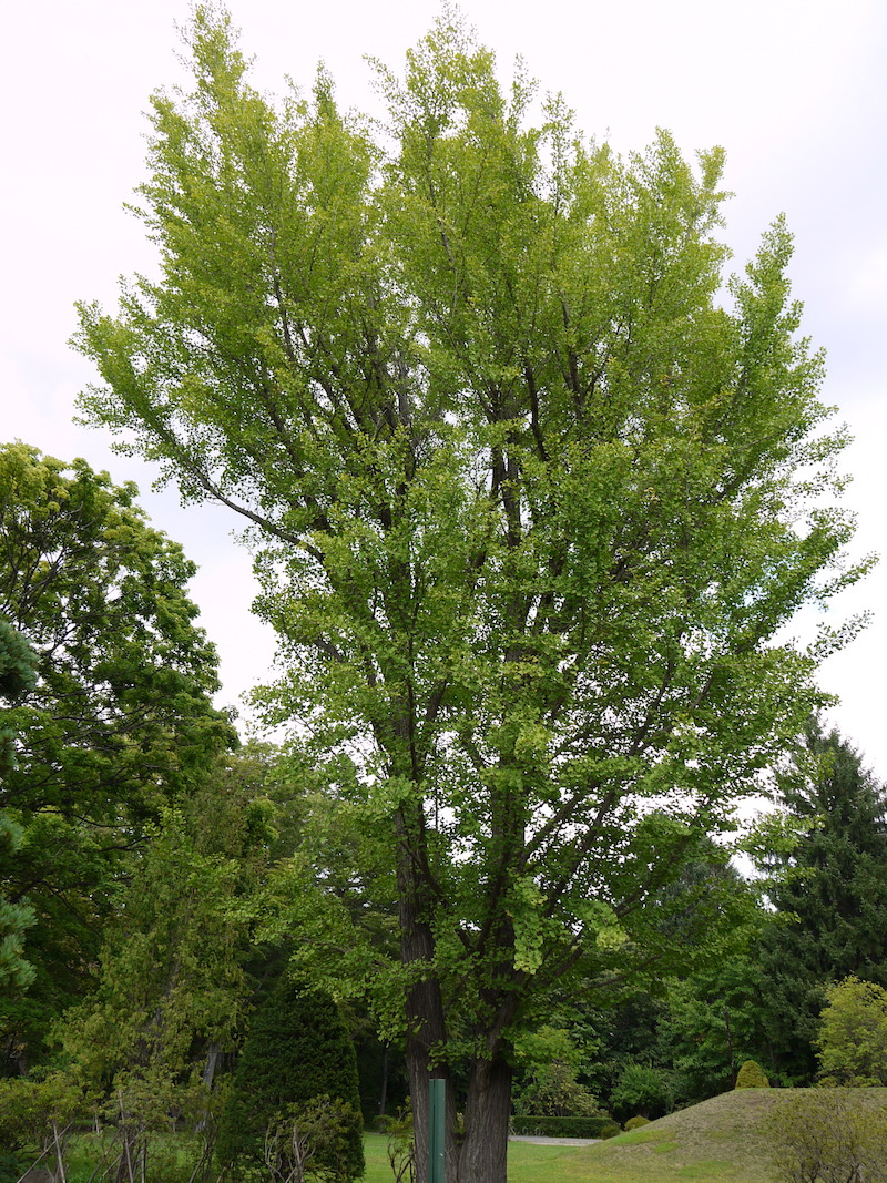 イチョウ(Ginkgo biloba)