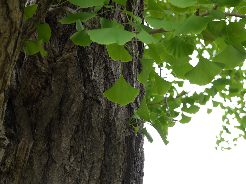イチョウ(Ginkgo biloba)