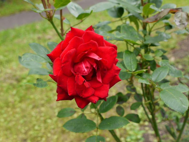 バラ - イングリット バーグマン(Ingrid Bergman)