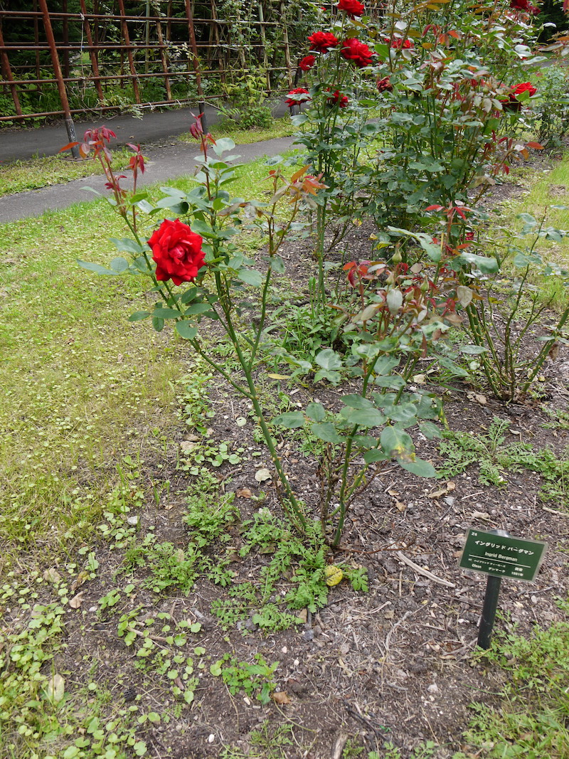 バラ - イングリット バーグマン(Ingrid Bergman)