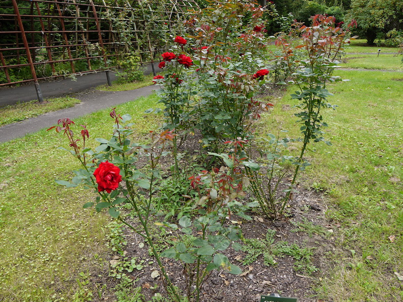 バラ - イングリット バーグマン(Ingrid Bergman)