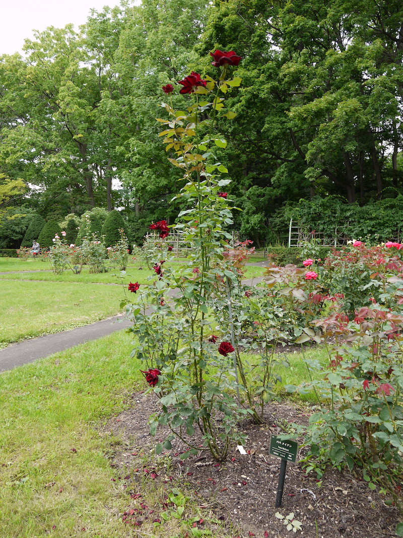 バラ - パパ メイアン(Papa Meiland)