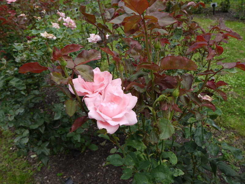 バラ - クイーン エリザベス(Queen Elizabeth)