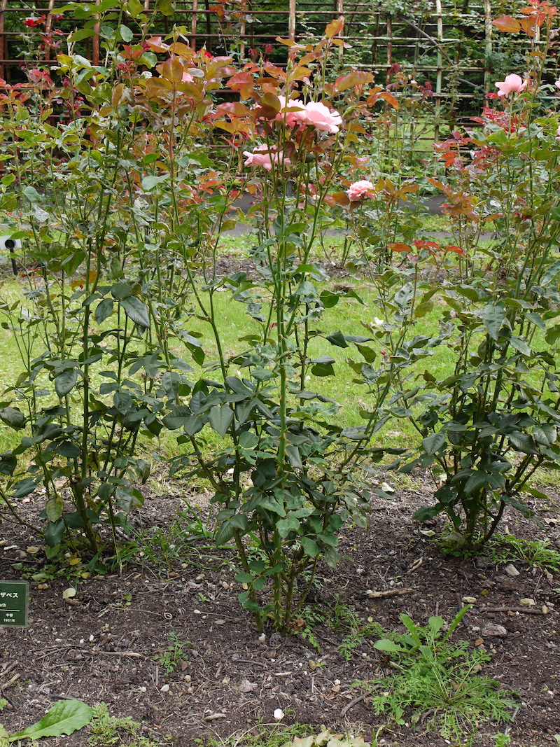 バラ - クイーン エリザベス(Queen Elizabeth)