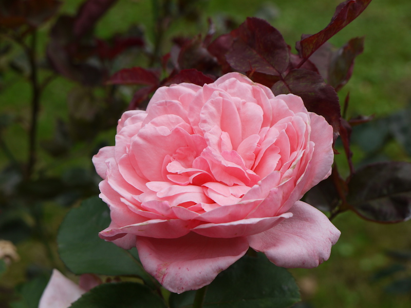 バラ - イブ ピアジェ(Yves Piaget)