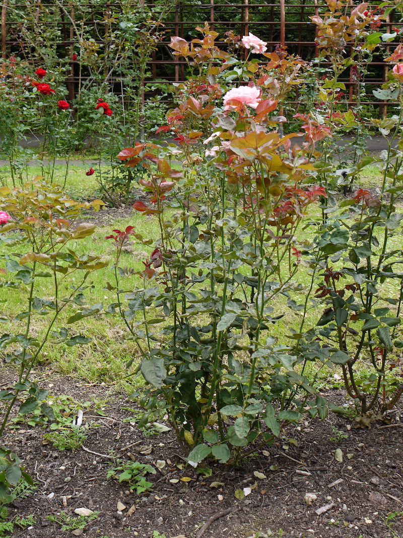 バラ - イブ ピアジェ(Yves Piaget)